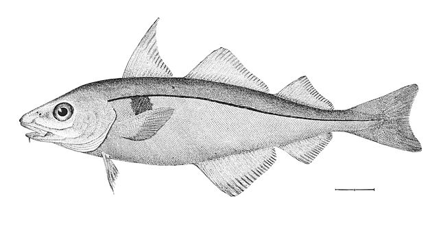 File:Melanogrammus aeglefinus.jpg