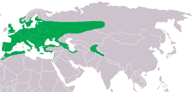 File:Strix aluco dis.png