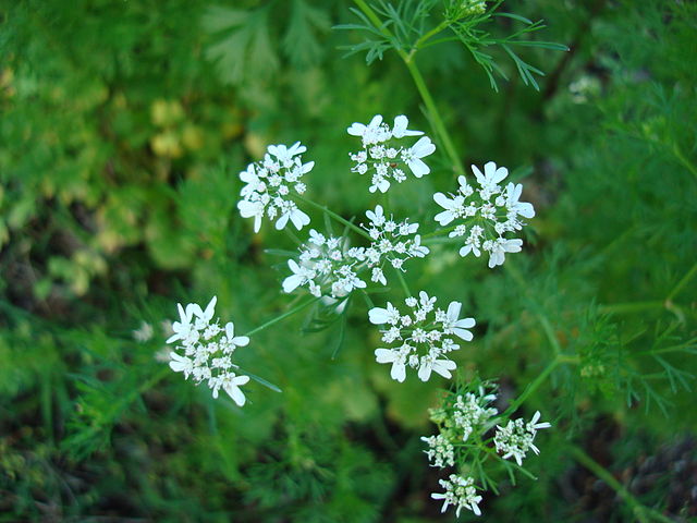 File:Coriandrum sativum Blossoms3.jpg
