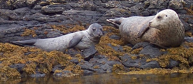 File:Common Seal and pup.jpg