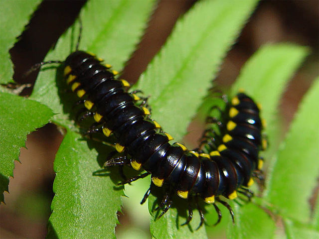 File:Harpaphe haydeniana 002.jpg