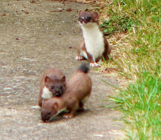 File:Suffolk-stoats.jpg