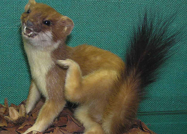 File:Stoat in bristol city museum arp.jpg