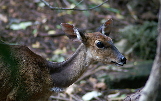 File:Bushbuck1.jpg
