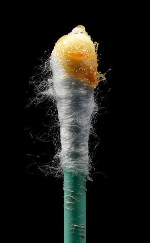 File:Earwax on swab.jpg