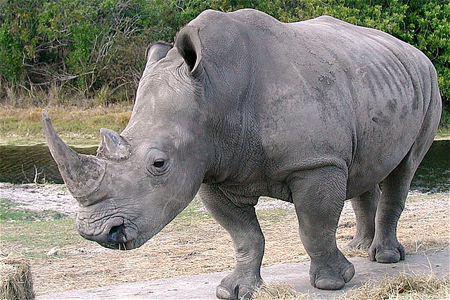 File:Ceratotherium simum kwh 2.jpg