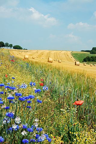 File:Field Hamois Belgium Luc Viatour.jpg