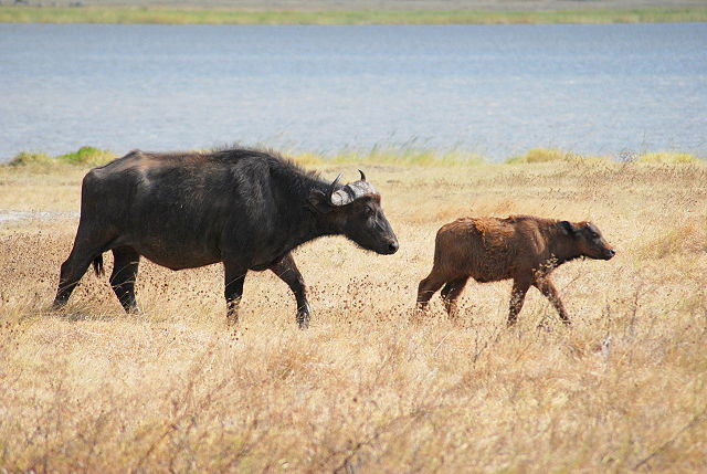 File:Cape Buffalo calf.jpg