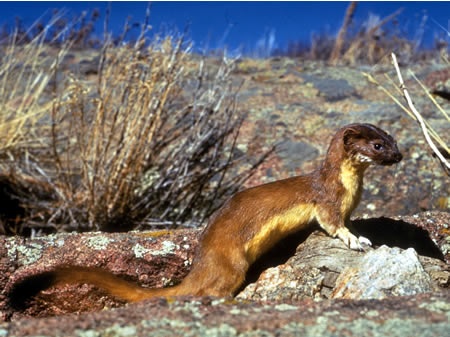 File:Mustela frenata.jpg