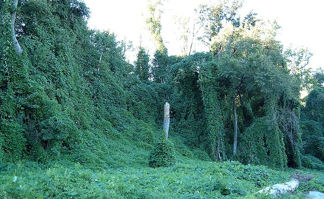 File:Kudzu on trees in Atlanta, Georgia.jpg
