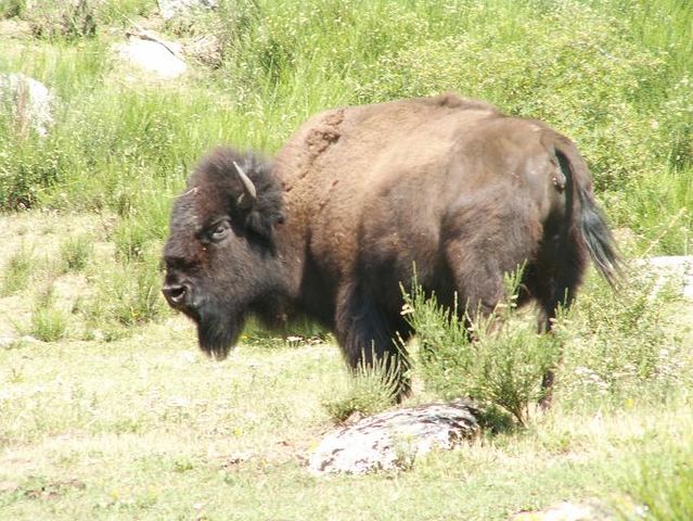 File:Bison bison 008.jpg
