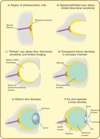 File:Diagram of eye evolution.svg