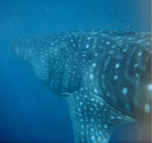 File:Whale shark Australia.jpg