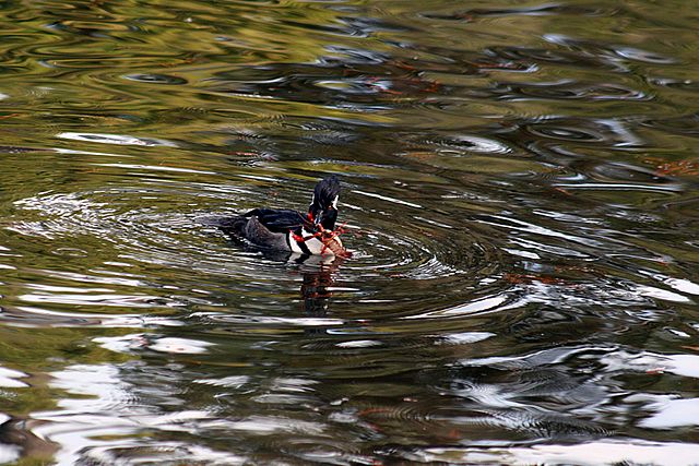 File:Lophodytes cucullatus with Crayfish 1 .jpg