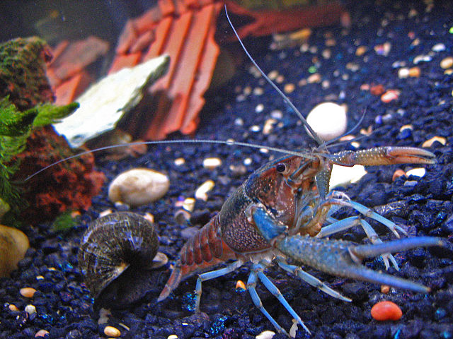 File:Pet-crayfish-(Clippy-II)-in-freshwater-aquarium-with-apple-snail.jpg