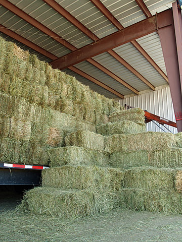 File:Grass hay by David Shankbone.jpg