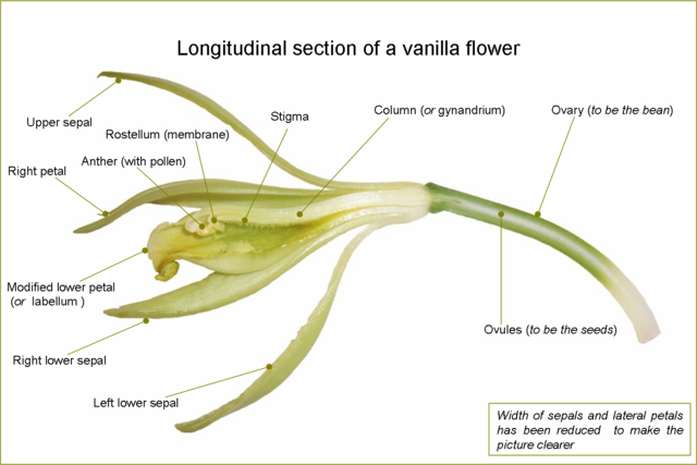 File:VanillaFlowerLongitudinalSection-en.png
