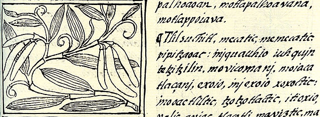 File:Vanilla florentine codex.jpg