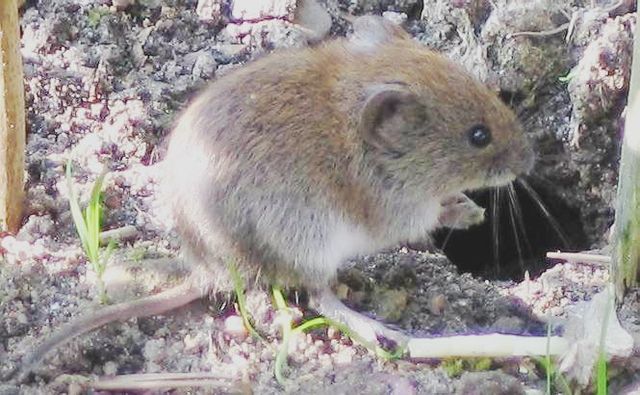 File:Bank vole.jpg