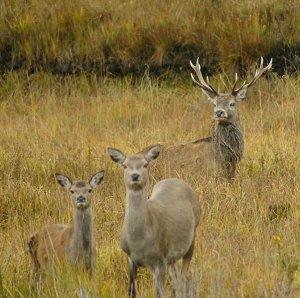 File:Red deer.jpg