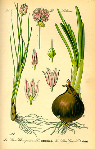 File:Illustration Allium schoenoprasum0.jpg