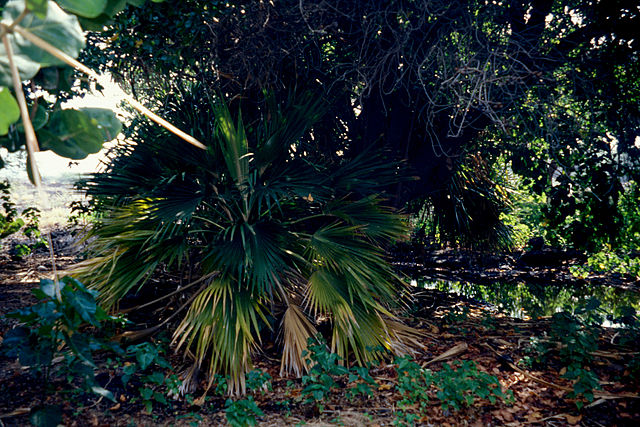 File:Pritchardia affinis.jpg