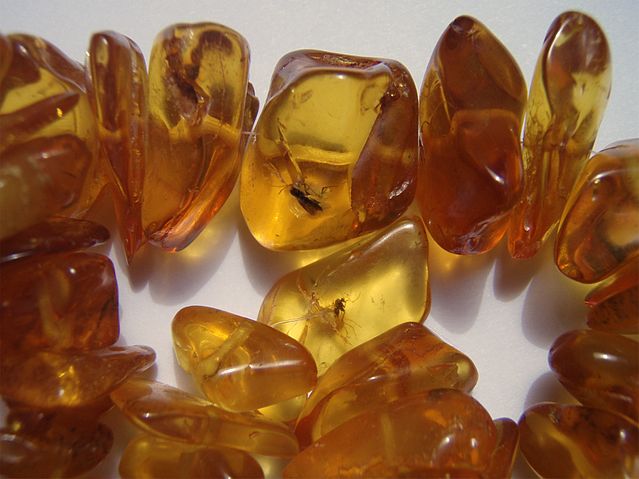 File:Insects in baltic amber.jpg
