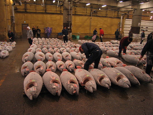 File:Tsukiji Fish market and Tuna.JPG