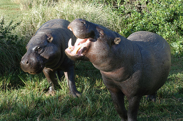 File:Pygmy hippopotamus pair.jpg