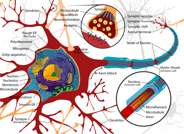 File:Complete neuron cell diagram en.svg