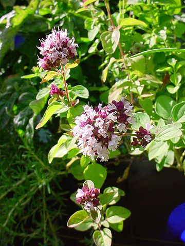 File:ChristianBauer flowering oregano.jpg