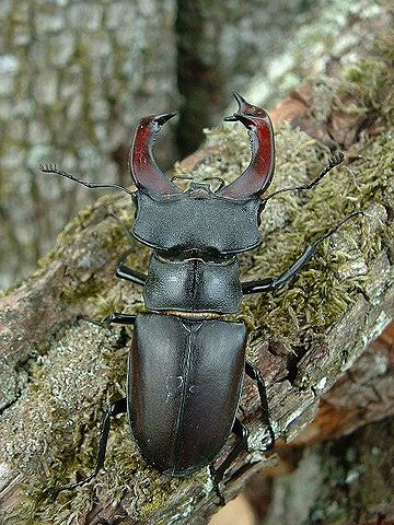 File:Lucanus cervus.jpg