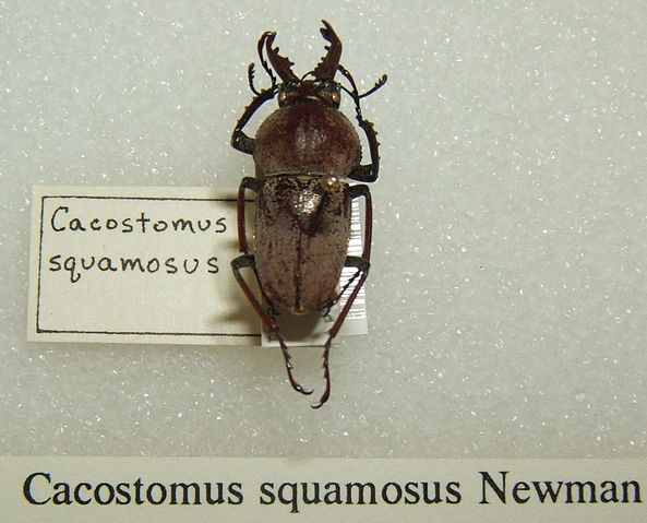 File:Cacostomus squamosus sjh.jpg