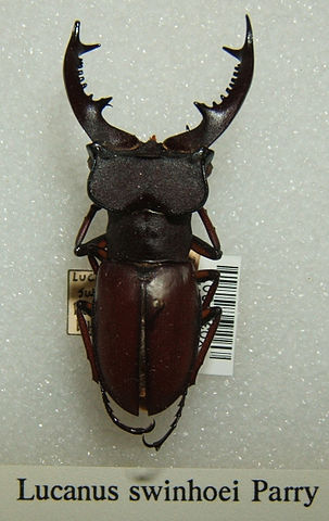 File:Lucanus swinhoei sjh.jpg