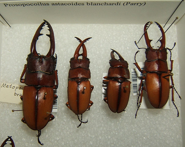 File:Prosopocoilus astacoides blanchardi sjh.jpg