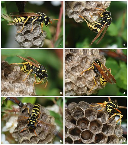 File:Wasp colony.jpg