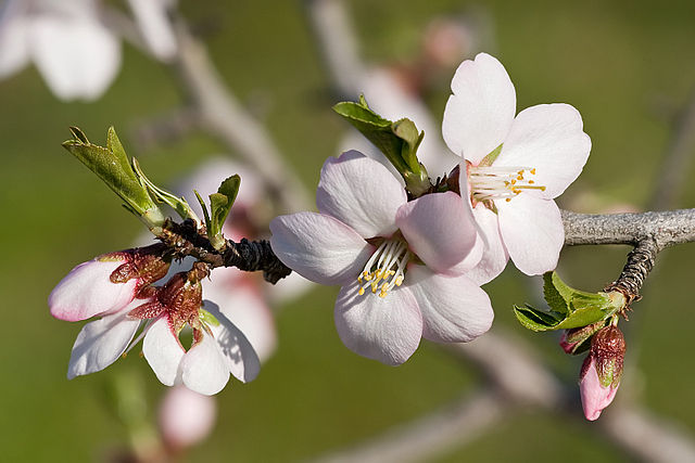 File:Almond blossom02 aug 2007.jpg