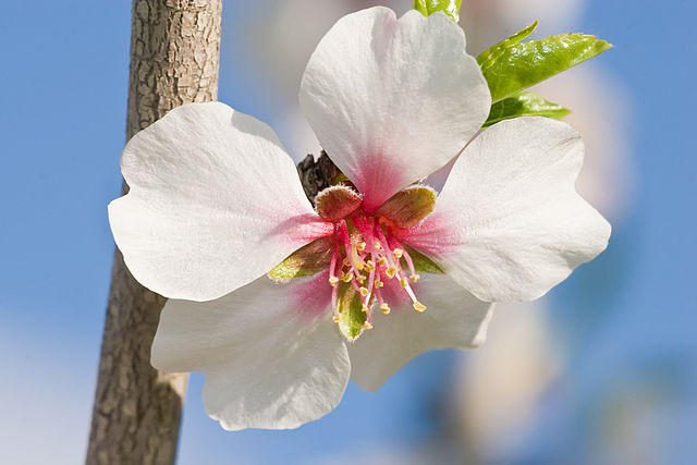 File:Almond blossom aug 2007.jpg