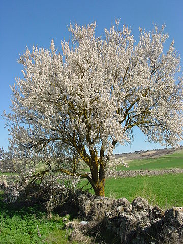 File:Urue&ntilde;a almendro1 lou.jpg