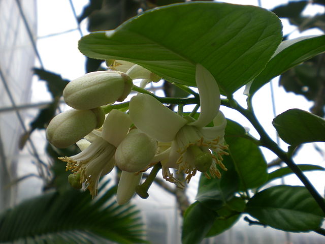 File:Citrus x limon flowers.jpg
