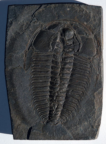 File:Trilobite Redlichia.jpg