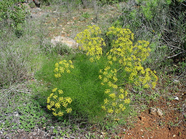 File:Foeniculum vulgare.JPG
