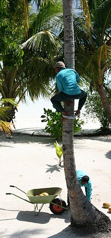 File:Coconut harvest.jpg