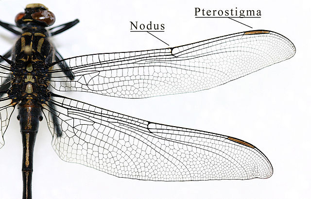 File:IC Gomphidae wing.jpg