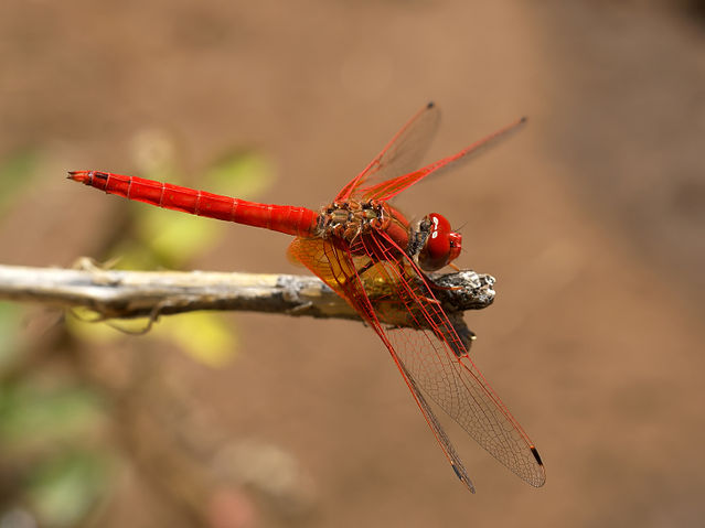 File:Trithemis kirbyi.jpg