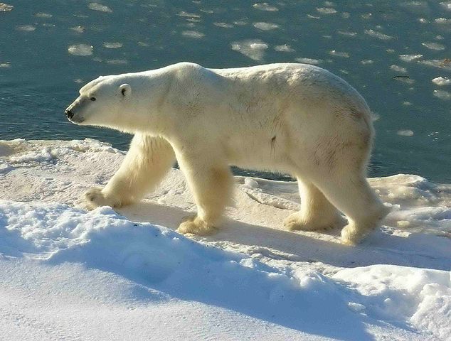 File:Polar Bear 2004-11-15.jpg