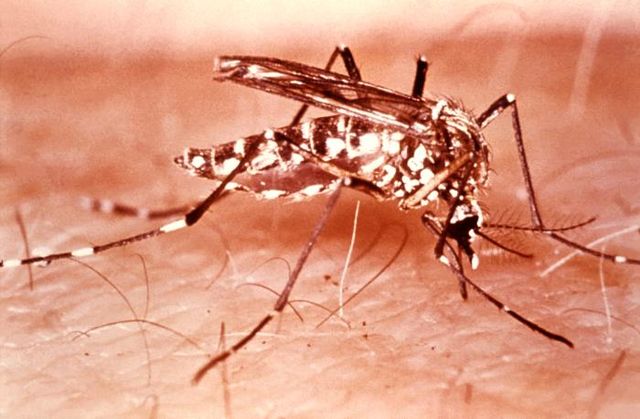 File:Aedes aegypti mosquito2.jpg