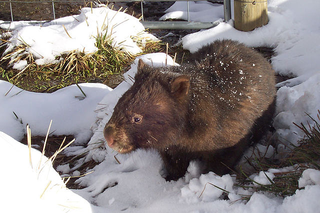 File:Vombatus ursinus (Wombat in snow).jpg
