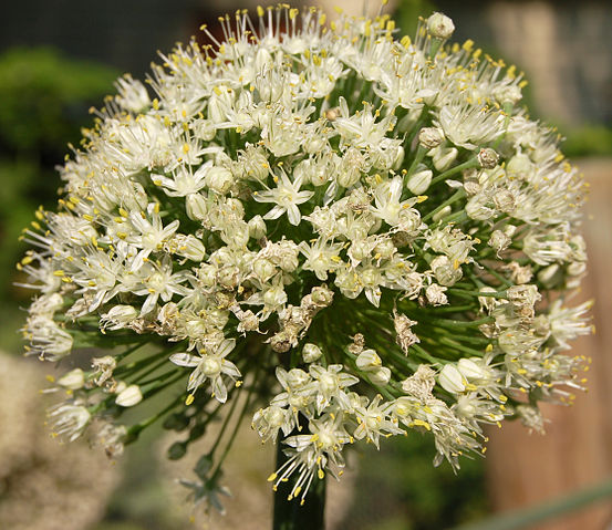 File:Onion Flower Head.jpg