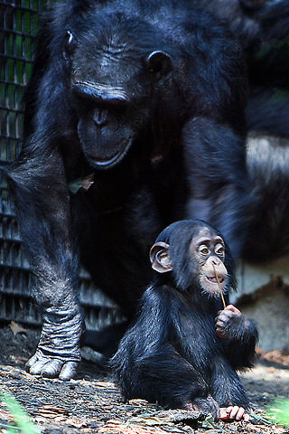 File:Chimpanzee mom and baby.jpg